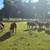 Mini Herefords Heifers 1 thumbnail