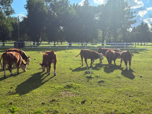 Mini Herefords Heifers 1