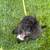 Mini Goldendoodle 1 thumbnail
