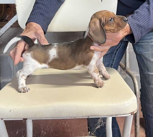 Cachorros Dachshund (Wellston)63670608690689122