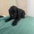 Toy Cavapoo Puppies 17 thumbnail