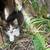 Kittens 1 thumbnail