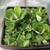 : : Floating Pond Plants - Water Lettuce : : 3 thumbnail