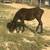 Pony from Chincoteague with Filly on her side - Faith and Sable 3 thumbnail