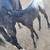 2026 ApHC registerable colt 4 thumbnail