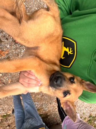 Pequeño cachorro gratis por $10 (Quapaw)63654750122115123