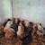 1Week old chicks 3 thumbnail