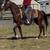 Registered AQHA Gelding 7 thumbnail