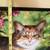Welcome Mat Floor Mat Cat Cats NEW 5 thumbnail
