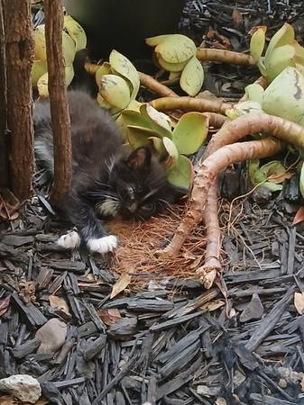 Kittens for adoption (richmond / point / annex)63995016839555123