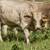 Charolais Beefmaster Cross Replacement Heifers 9 thumbnail