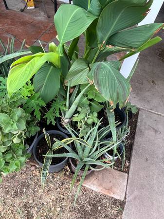 Part One Mixed Plants Collection 1