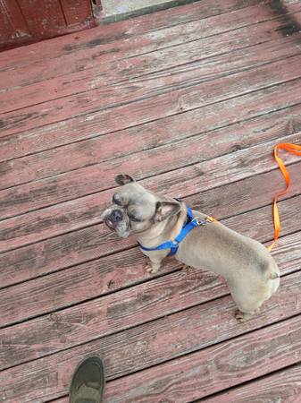 Perra bulldog francés de 4 años (Waterloo)63661489962755120