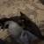 Kittens looking for forever home 3 thumbnail