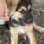 German Shepherd 2 thumbnail