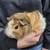 Guinea Pigs!!! 3 thumbnail