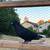 Afghan pigeons/pigeons 4 thumbnail