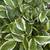 Hostas- for sale 2 thumbnail
