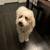 1-Year-Old Poodle Needs New Home (rehoming fee) 2 thumbnail