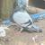 Pigeon 7 thumbnail