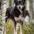 Sled Dogs 1 thumbnail