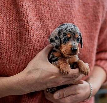 Miniature Dachshends Puppy 1