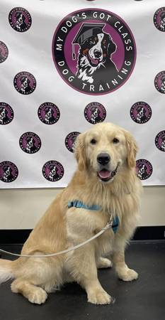 Basic Dog Training — Multiple September Start Dates 1