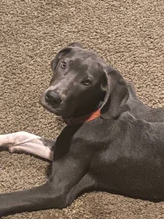 Great Dane lab mix (Chillicothe)63885609770115122
