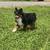 Toy Australian Shepherd 4 thumbnail