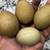 SALE Hatching Eggs! Speckled Olive Eggers! Speckled Moss Eggers! F1 15 thumbnail
