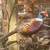 Ringneck pheasant chicks 5 thumbnail