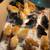 Baby chicks 1 thumbnail