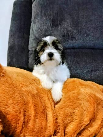Cavapoo Puppies (Winder Grayson area Norcross)