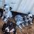 Blue Heeler/Pit Mix 2 thumbnail