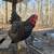 Chickens, Pullets, chicks, and cockerells 4 thumbnail