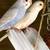 BANY PARAKEETS READY NOW! $25 each 5 thumbnail