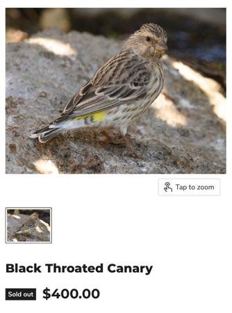 Black Throated Canary 1