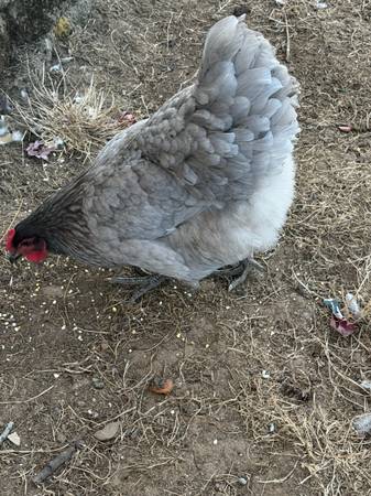 Hens (Portland)