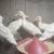 Call ducklings 1 thumbnail