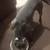 Blue nose Cane Corso 2 thumbnail