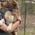 Lab mix 4 thumbnail