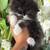 persian kittens 4 thumbnail