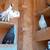 Fancy Pigeons - large variety 13 thumbnail