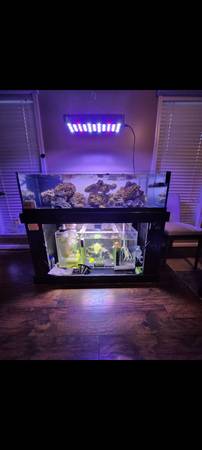 60 gallon rimless drilled 40 gallon sump and stand $400 (Montgomery)63668241937667124