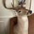 Taxidermy Mount 3 thumbnail