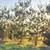 White Pine Trees Balled and Burlapped 14 thumbnail