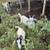 New Zealand kiko buckling goats 10 thumbnail