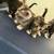 Polydactyly kittens 7 thumbnail