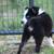 Aussie 3 thumbnail