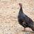 Bronze Heritage Turkeys 2 thumbnail